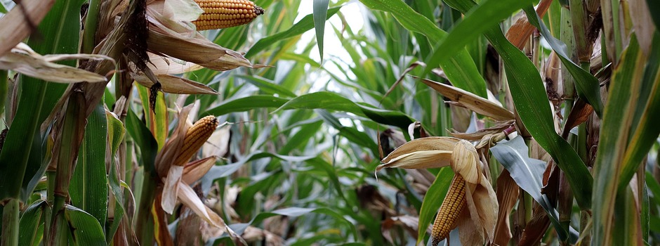 PLANTAÇÃO_DE_MILHO_-_PIXABAY PLANTAÇÃO_DE_MILHO_-_PIXABAY