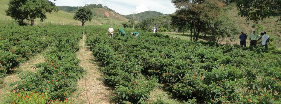 Plantação_de_pimenta_malagueta._Foto_Madelaine_Venzon_EPAMIG