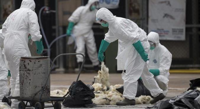 gripe-aviaria-2016-china-01062021081410857 gripe-aviaria-2016-china-01062021081410857