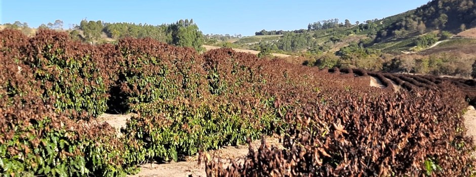 Café_Geada_1 Café_Geada_1