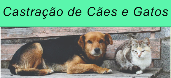 CastraCaoGato