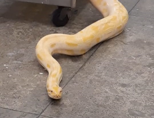 content_piton_acsfuned content_piton_acsfuned