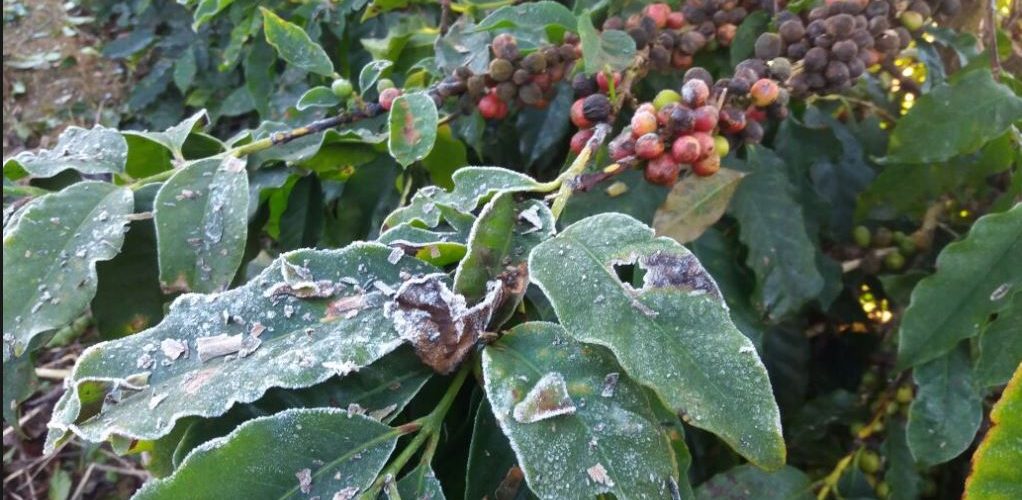 geada-nos-cafezais2-1022x500 geada-nos-cafezais2-1022x500