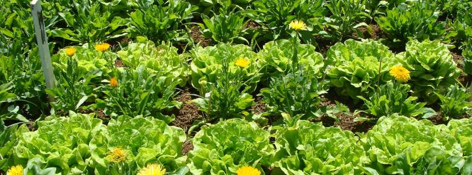 Cultivo_consorciado_alface_e_calêndula._Foto_Marinalva_Woods_EPAMIG Cultivo_consorciado_alface_e_calêndula._Foto_Marinalva_Woods_EPAMIG