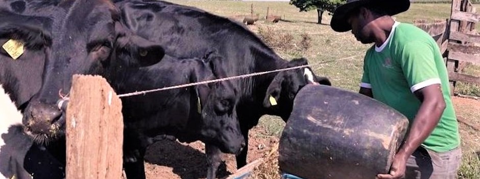 Gado_leite_no_cocho Gado_leite_no_cocho