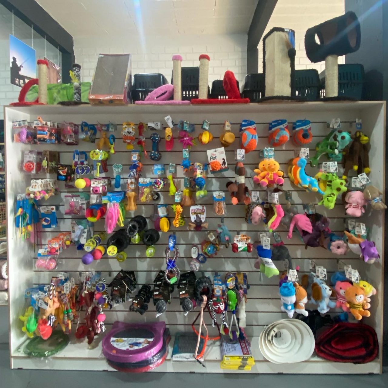 SrCachorro2409213 SrCachorro2409213