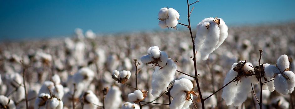 algodao_reduzida_-_Seapa