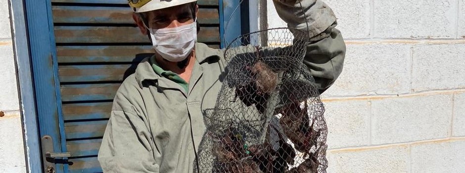 captura-morcegos captura-morcegos