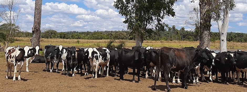Rebanho_bovino._Foto_Divulgação_EPAMIG