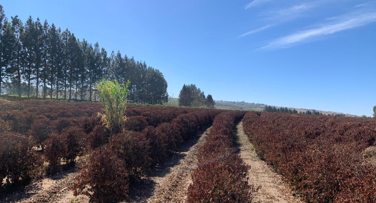 cafe3409242390 cafe3409242390