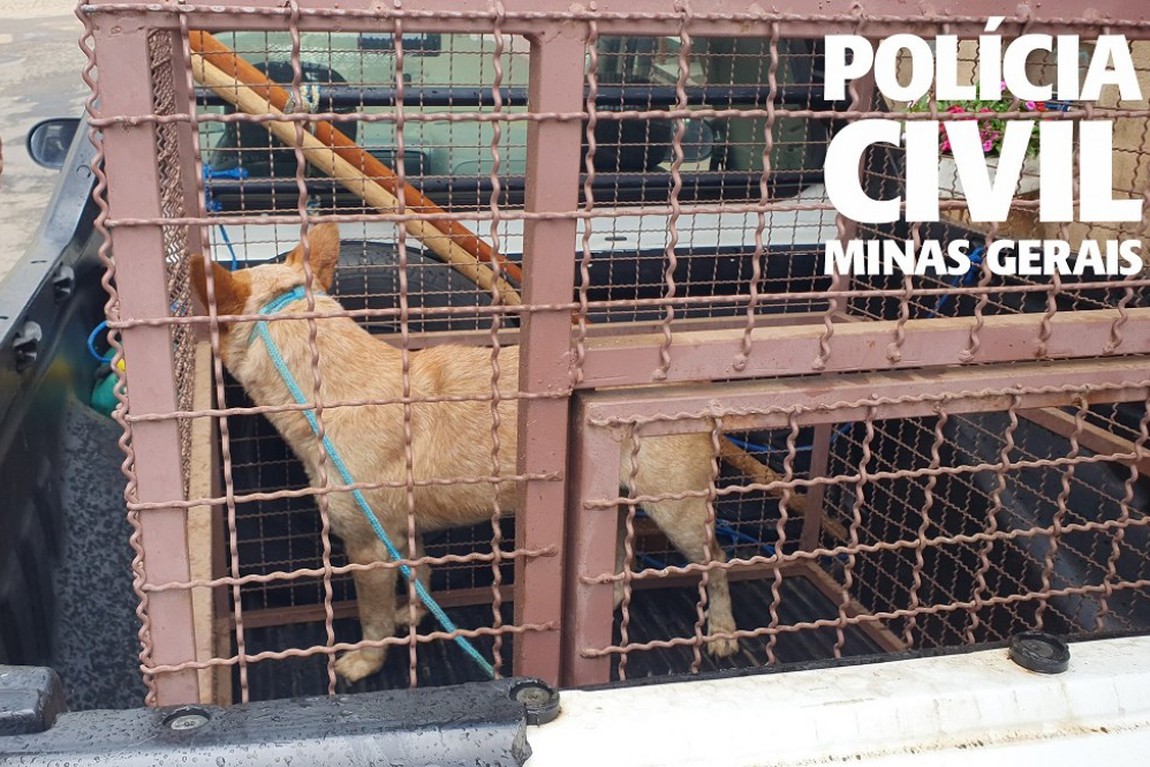 mulher-e-presa-por-maus-tratos-contra-caes-em-guaxupe-6170aeb3278b5