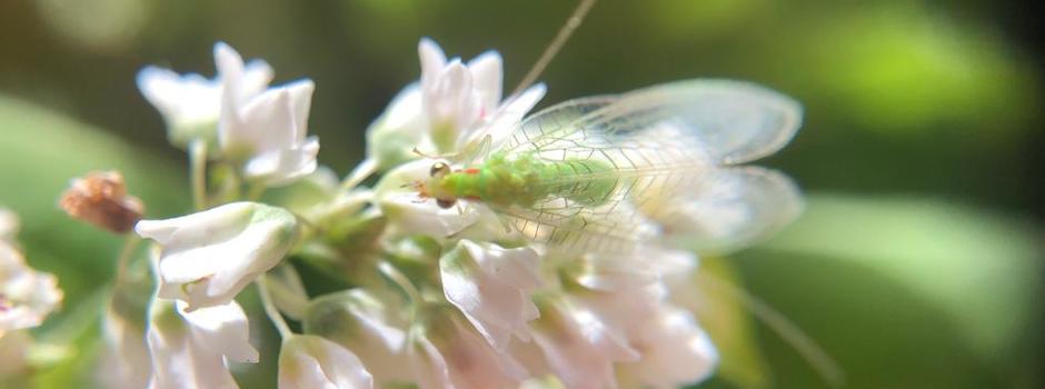 Crisopideo_Ceraeochrysa_cubana_em_flor_de_trigo_mourisco._Foto_Madelaine_Venzon_EPAMIG