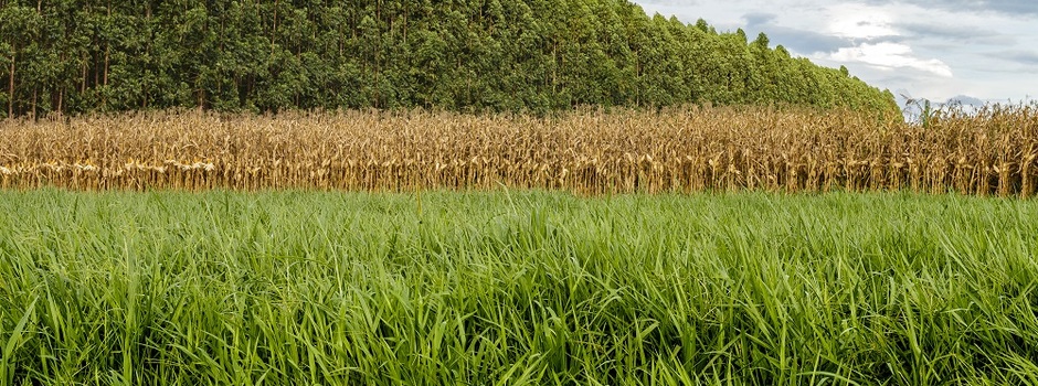 Pastagem_-_Fabiano_Bastos_-_Embrapa_Cerrados Pastagem_-_Fabiano_Bastos_-_Embrapa_Cerrados