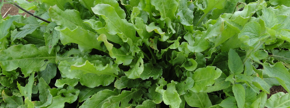 azedinha_hortaliça_não_convencional_alimento_cultivo_planta_muda_erva_folha_-_cred_divulgação_epamig_(329)