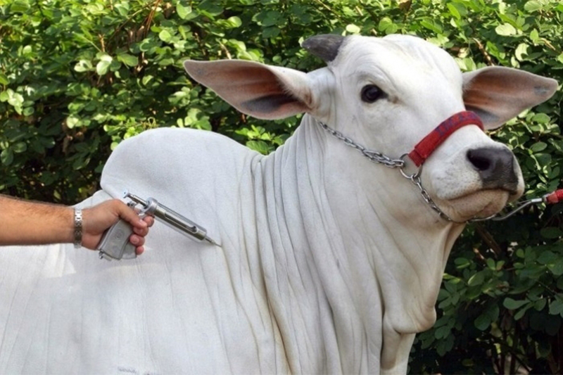 content_vacinaocontraaftosa content_vacinaocontraaftosa