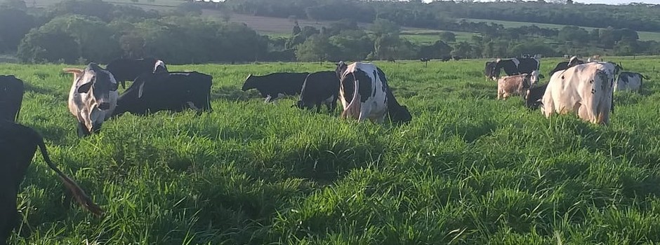 Pastagem._Foto_Divulgação_EPAMIG