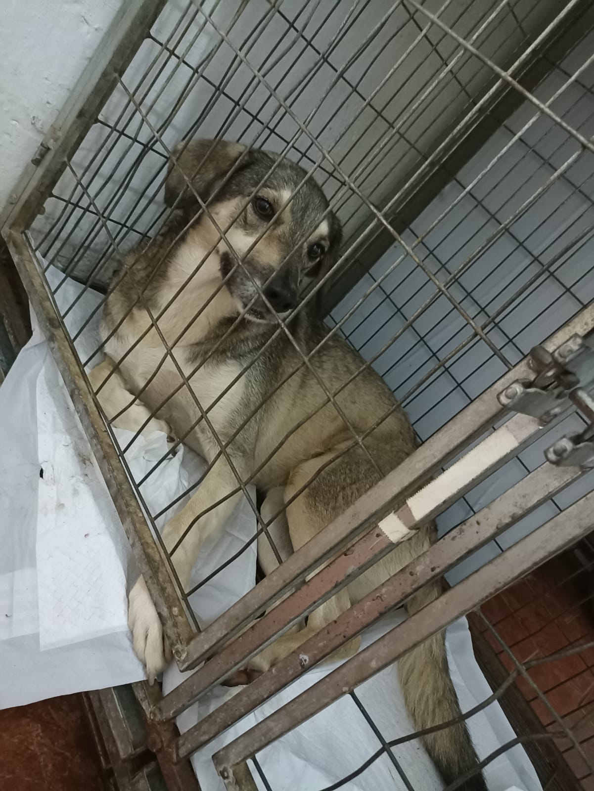 CaoImigrantes CaoImigrantes