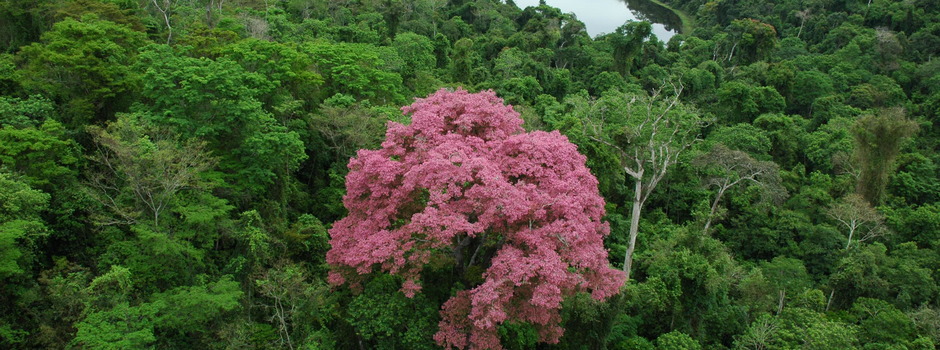 Sampucaia_-_Rio_Doce_Evandro_Rodney