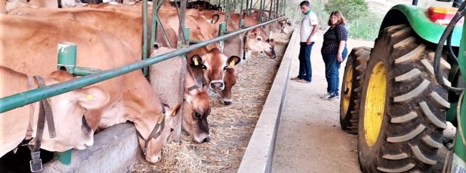 Gado_no_cocho1 Gado_no_cocho1