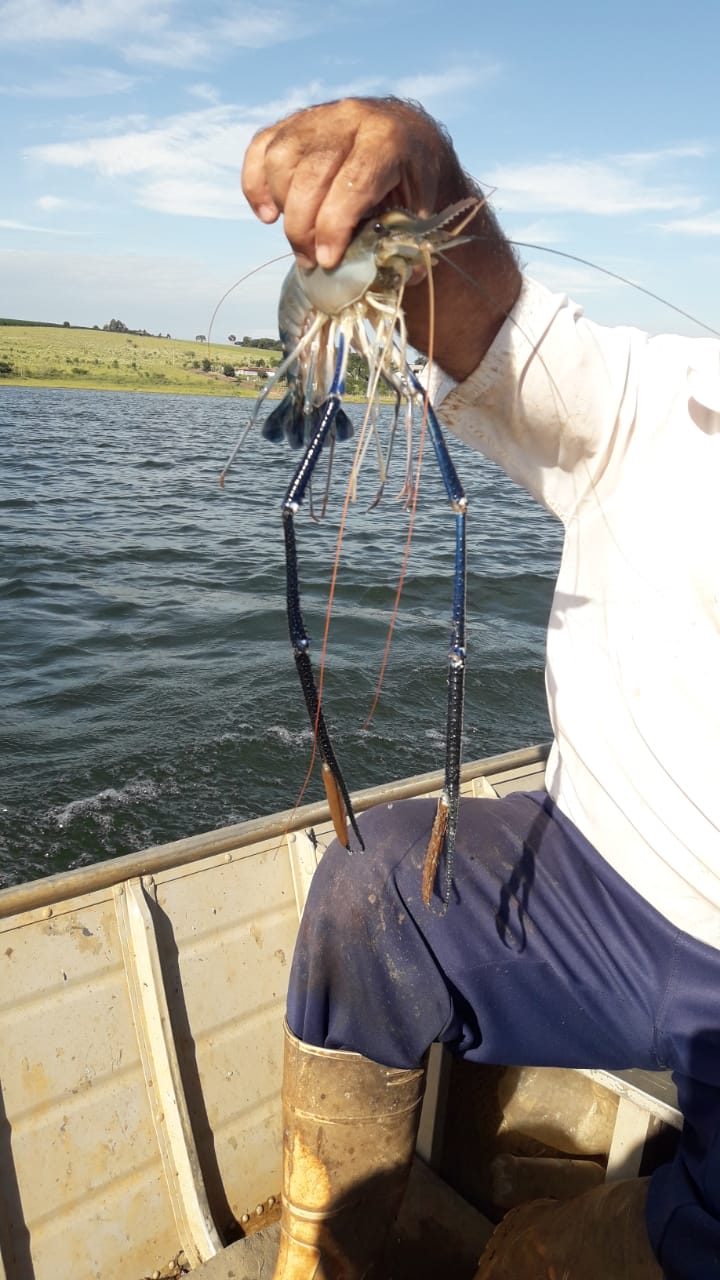 canarao-654364536354243 canarao-654364536354243