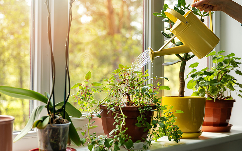 como-cultivar-plantas