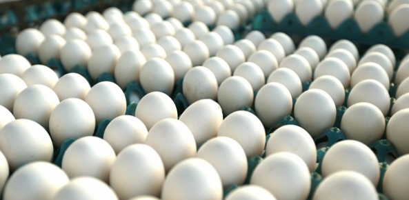 ovos_99_0.14054000-1515009794