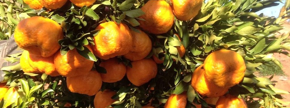 tangerina_ponkan_cortada