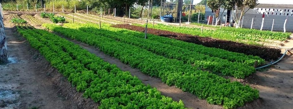 horta_cortada horta_cortada