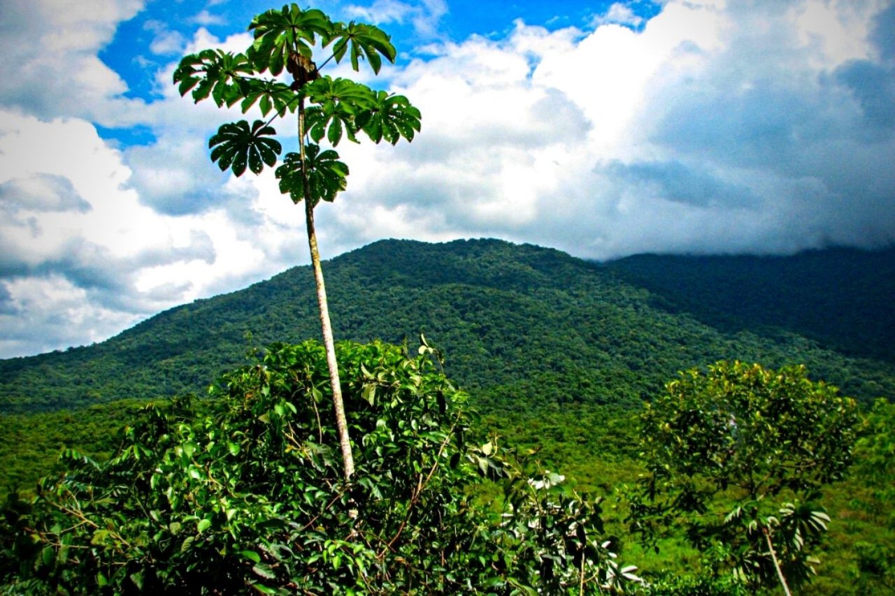 agro-mata-atlantica-13jun22-Erlon-Honorato-divulgacao agro-mata-atlantica-13jun22-Erlon-Honorato-divulgacao