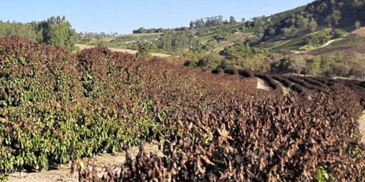 Lavoura-de-cafe-atingida-por-geada-750x375