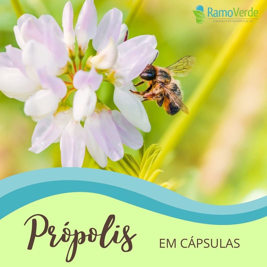 RamoVerdeProipolisAgo22