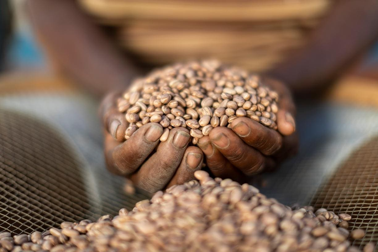 feijao-graos-5-a200f427a2 feijao-graos-5-a200f427a2