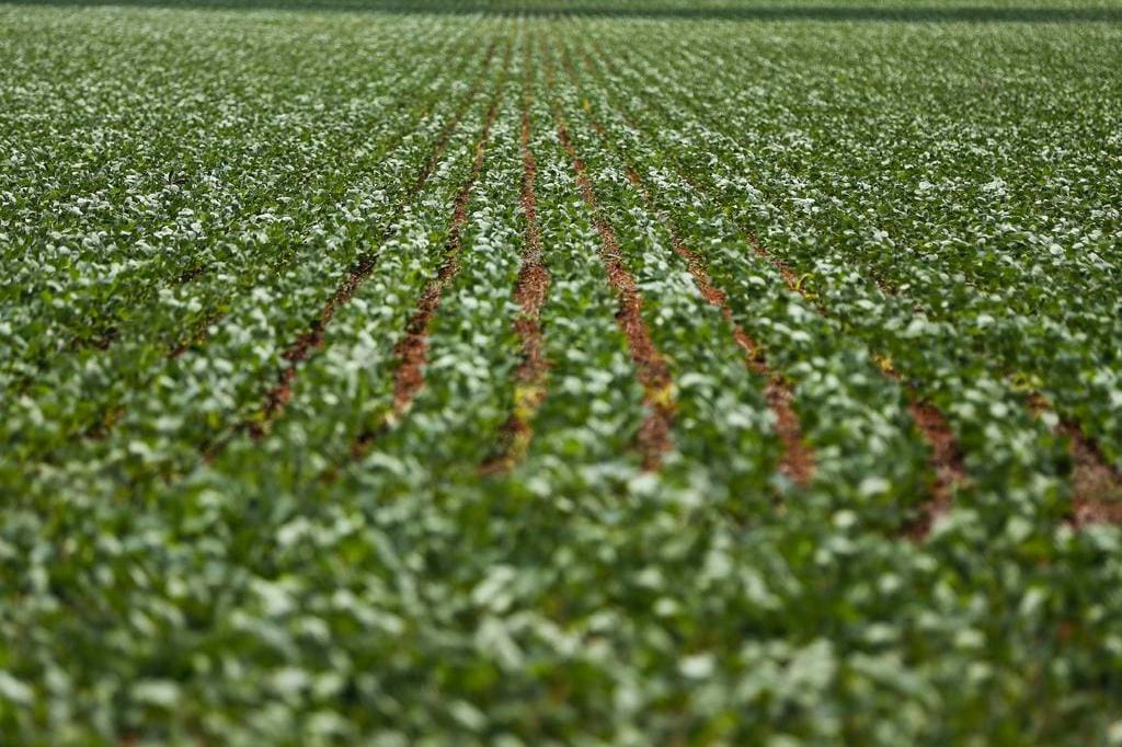 Plantacao-de-soja-jpg Plantacao-de-soja-jpg