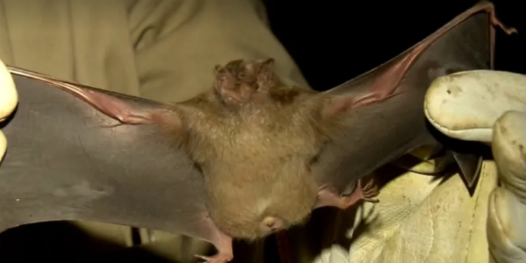 raiva-animal-750x375 raiva-animal-750x375