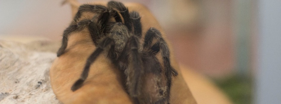 aranha_-_Rafael_Mendes_SES-MG_(2) aranha_-_Rafael_Mendes_SES-MG_(2)