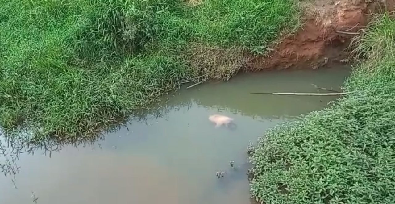 Corponaagua Corponaagua