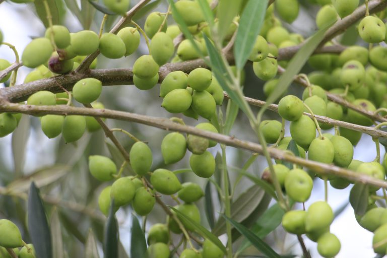 EpamigAzeite EpamigAzeite