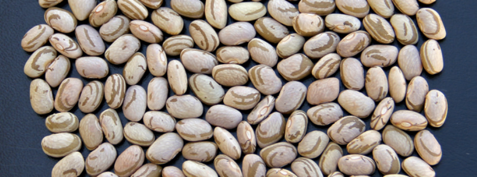 Graos_cultivar__Angela_Abreu Graos_cultivar__Angela_Abreu