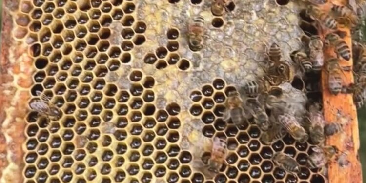 Sabores do Frio Caminhos da Reportagem Sabores do Frio Caminhos da Reportagem