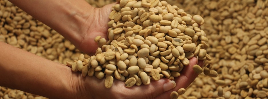 sementes_cafe sementes_cafe