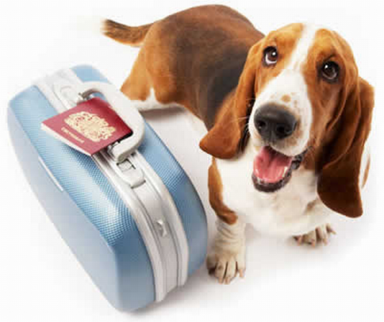 viagem-com-cachorro-561x470 viagem-com-cachorro-561x470