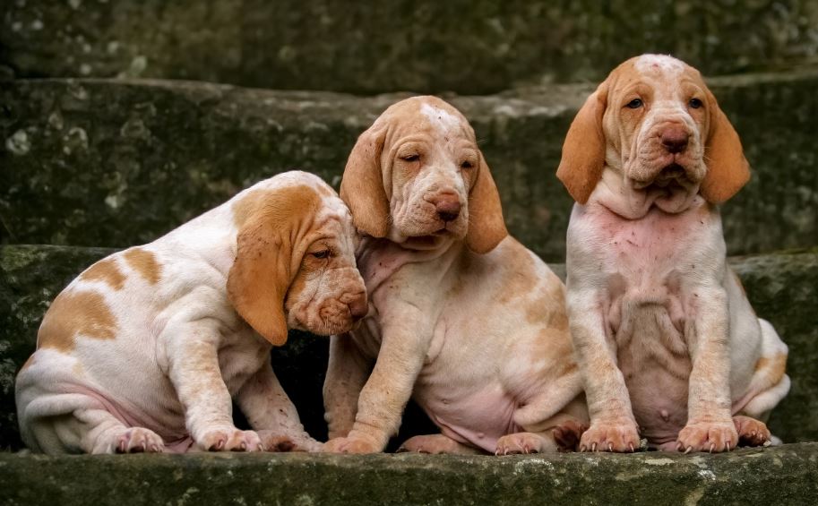 CaoAssadura CaoAssadura