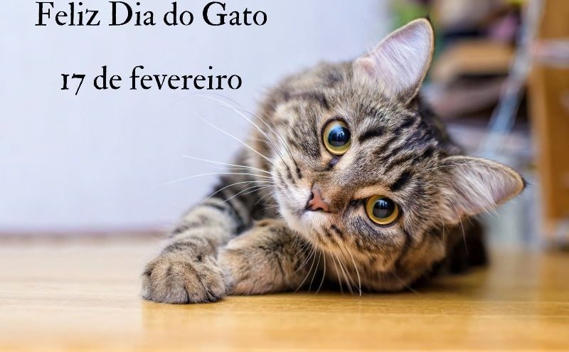 feliz_dia_do_gato_05-31-26 feliz_dia_do_gato_05-31-26