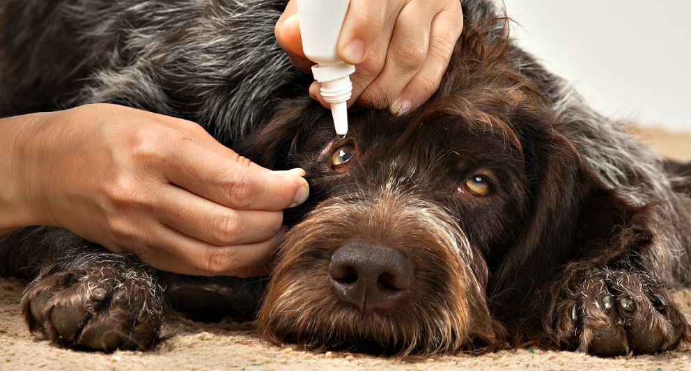 olho-seco-em-cachorro olho-seco-em-cachorro