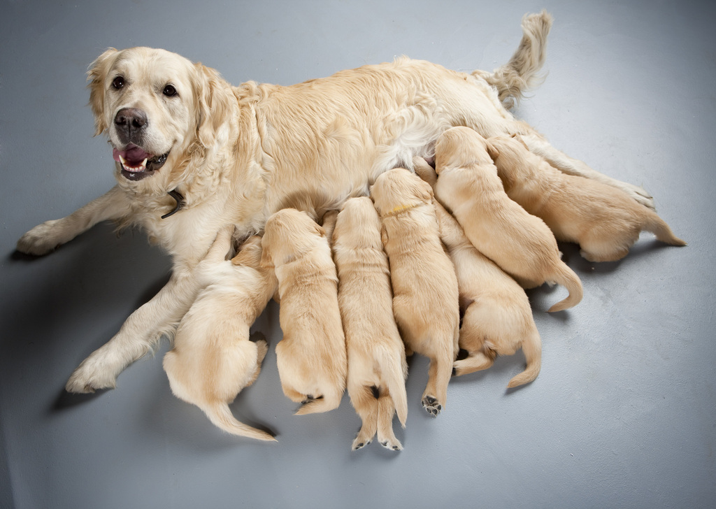 Female,Dog,Of,Golden,Retriever,With,Puppies Female,Dog,Of,Golden,Retriever,With,Puppies