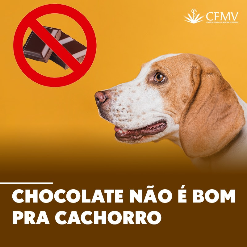 Chocolate-nao-e-bom-pra-cachorro Chocolate-nao-e-bom-pra-cachorro