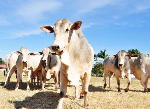 vaca_boi-359 vaca_boi-359