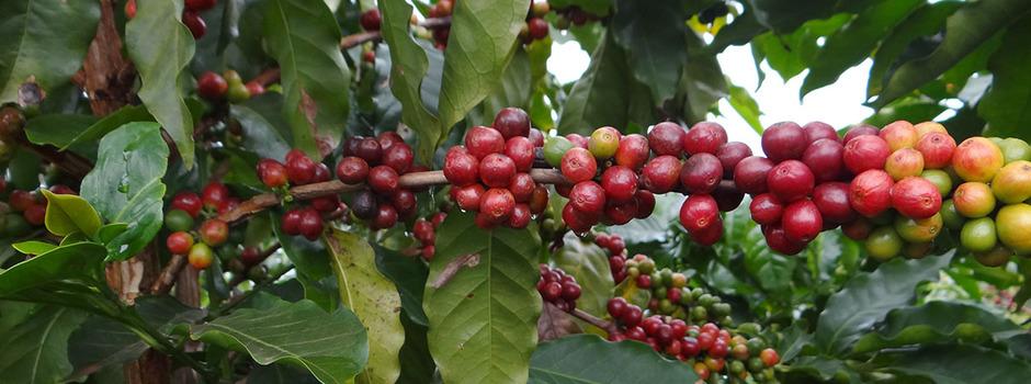 Cafe_Divulgação_Seapa Cafe_Divulgação_Seapa