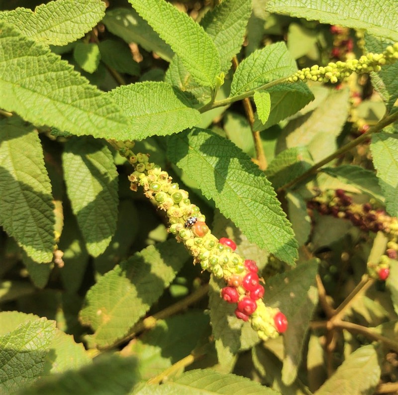 content_erva-baleeira content_erva-baleeira