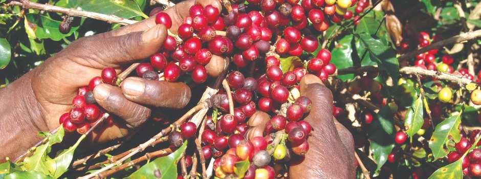 Cafe_-_Divulgacao_Seapa Cafe_-_Divulgacao_Seapa